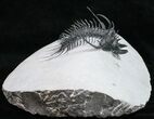 Large Spiny Quadrops Trilobite - #11421-4